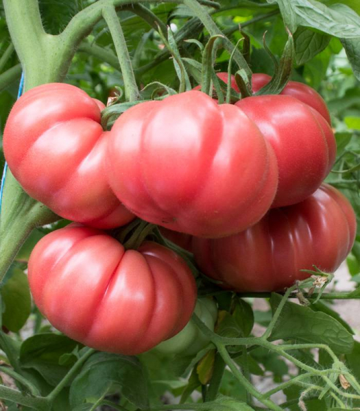 tomate HB101153 F1 250 sem