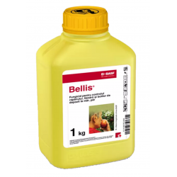 BELLIS - 1 kg