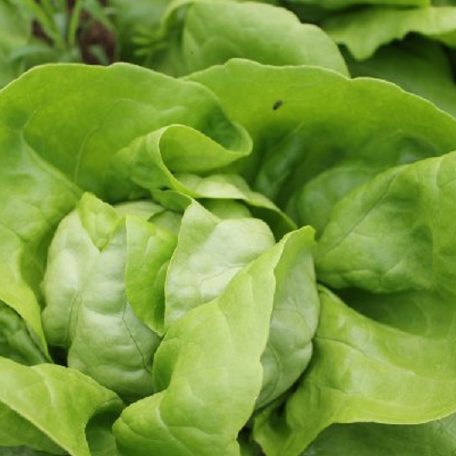 Salata Touareg – 1000 Seminte de Salata Verde Deschis Seminis