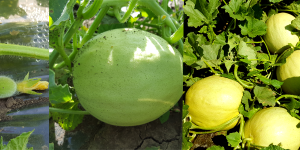 Pepene galben Karpatos F1 1000 sem